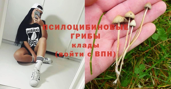 шишки Арсеньев